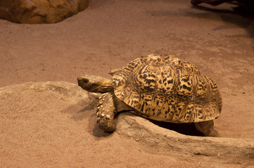 Leopard tortoise