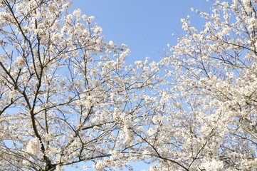 青空に満開の桜
