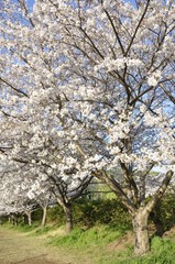 Naklejka premium 桜花