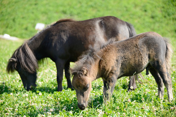 small horses in the meadow