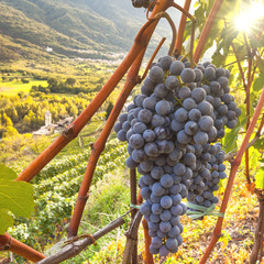 viticoltura in Valtellina (IT)