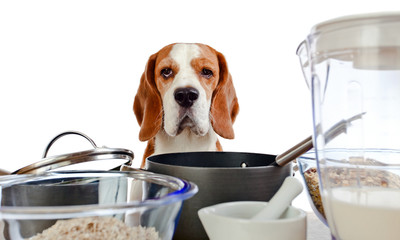 beagle in kitchen