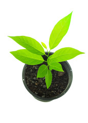 Small custard apple tree on white background.