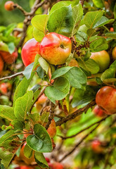 Apples on a tree in an orchard