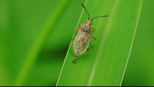 stinkbug on green leaf