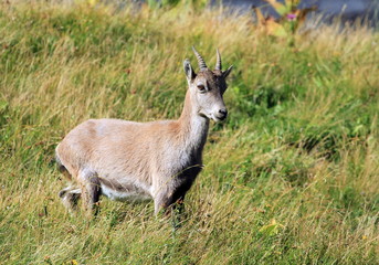 Naklejka na ściany i meble Wild alpine ibex - steinbock