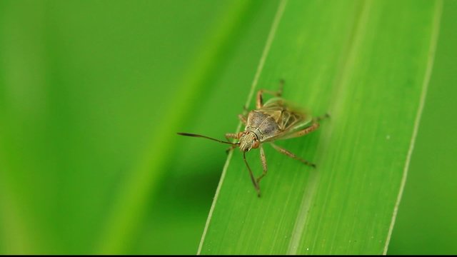 stinkbug on green leaf