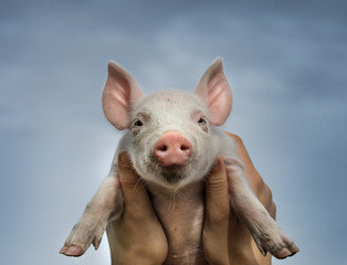 Close up of girl's hands holding piglet against sky