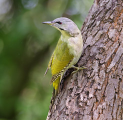 Grey-headed Woodpecker
