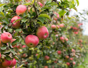 Ripe red apples on tree