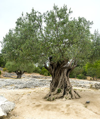 Pont du Gard: oude olijfbomen