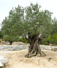 Tuinposter Olijfboom Pont du Gard: oude olijfbomen