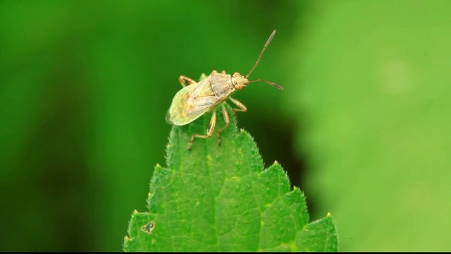 stinkbug on green leaf