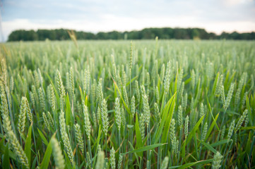 Green wheat ears on the field