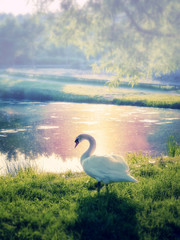 Fototapeta premium Schwan