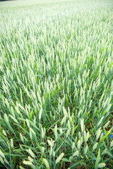 Green wheat ears on the field