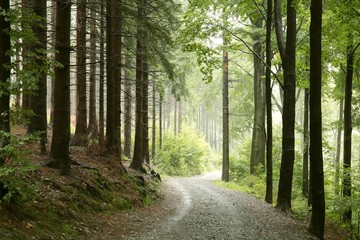 Naklejka premium Forest trail in a misty rainy weather, September