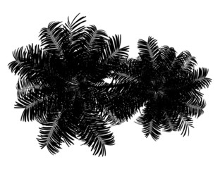 top view silhouette of two Areca palm trees isolated on white ba