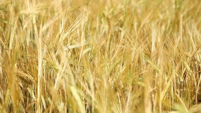 golden wheat