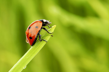 ladybug on grass