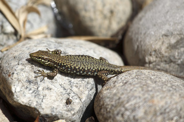 lizard