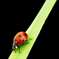ladybug isolated on black