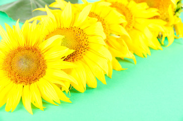 Beautiful sunflowers on color background