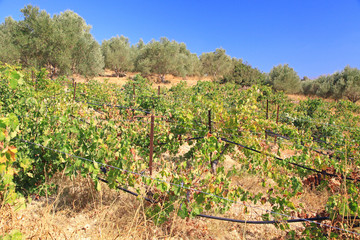 Fototapeta na wymiar Grape at Creta