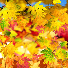 Naklejka na ściany i meble Jesienią karty z kolorowych liści
