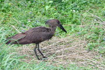 Hammerkopf  ein in Afrika lebender Wasservogel