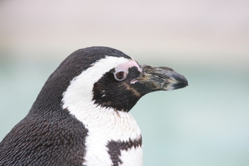 Naklejka premium Humboldt-Pinguin (Spheniscus humboldti) von der Seite gesehen