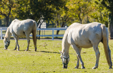 Lipizzan horses