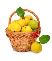 Ripe quince in the basket