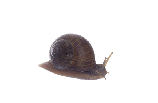 Snail