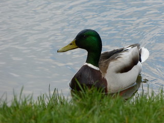 Stockente