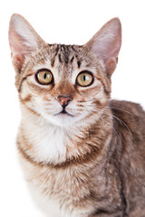 Brown Striped Kitten