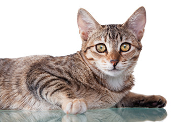 Fototapeta na wymiar Brown Striped Kitten