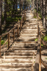 Wooden stairs in forest