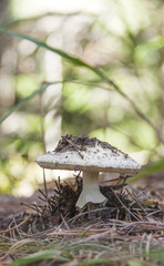 White fly agaric