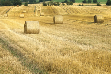 Field with parcels straw