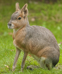 Patagonian mara