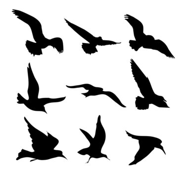 Flying Birds Silhouettes Illustration