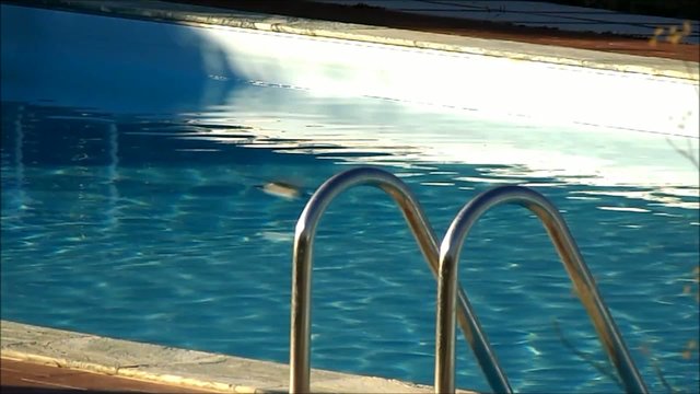 rondine in piscina (slow motion)