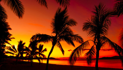 Palms silhouettes on a tropical beach at sunset