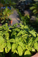 Obraz premium basil