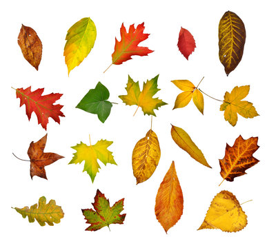 set of autumn leaves . Isolated on white