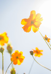 Fototapeta na wymiar Yellow Cosmos flower with sunshine2