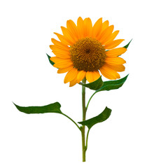 Naklejka premium Sunflower