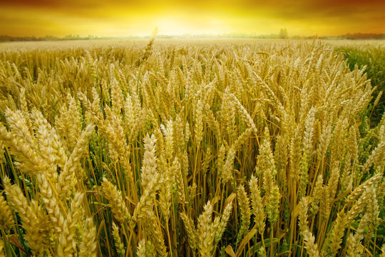 wheat field