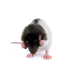 Ratte will nichts sehen und hören